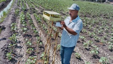 زراعة ” 19925″ فدان قطن والمرور على الزراعات بصفة دورية بزراعة البحيرة 